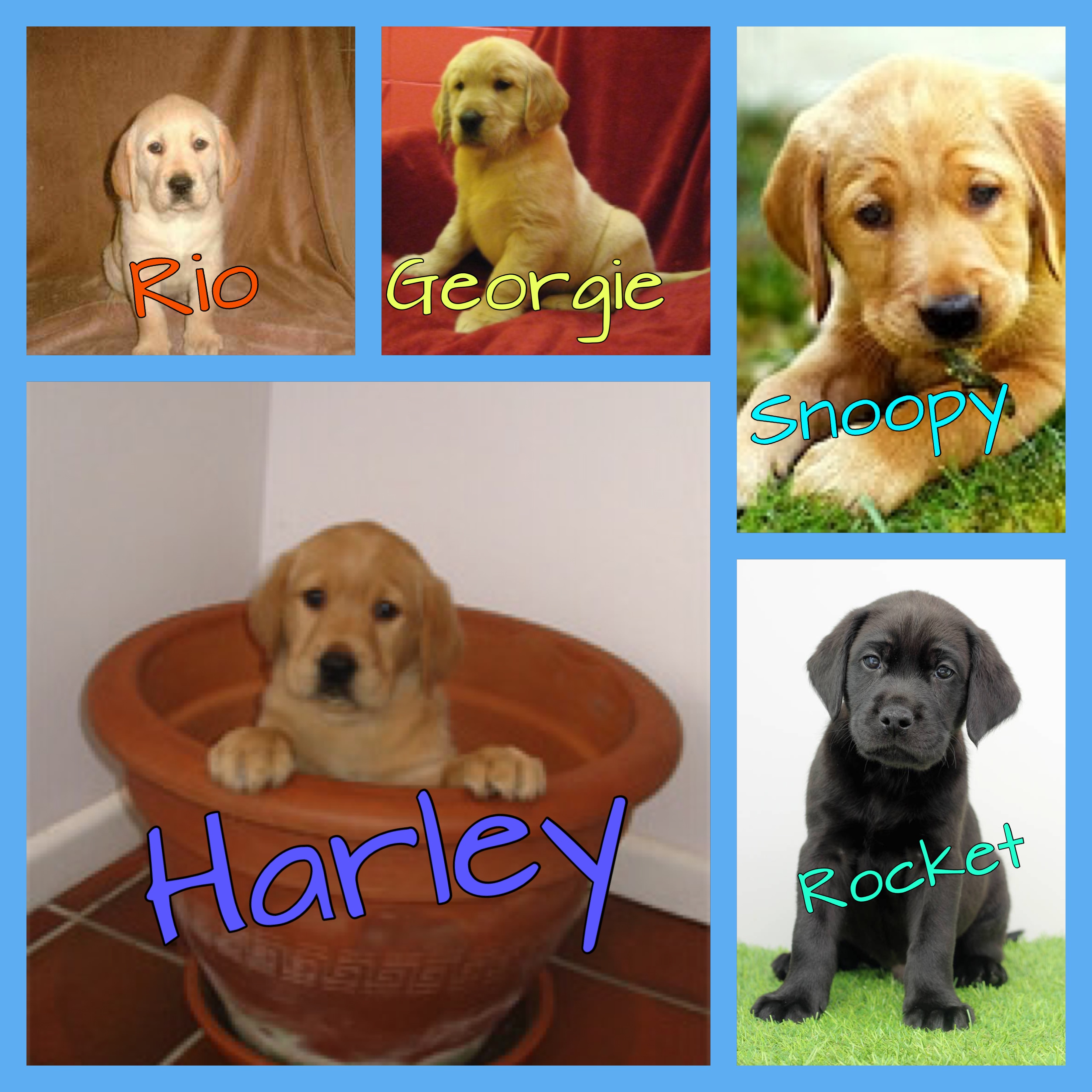 5 guide dog puppies supported by contactlenses.co.uk