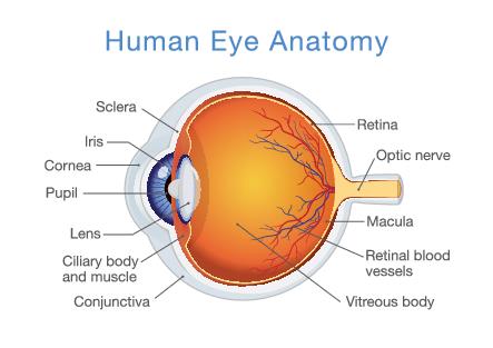 Ocular anatomy cheap