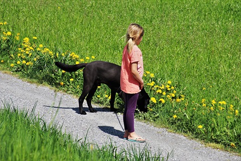 Buddy dog with young girl