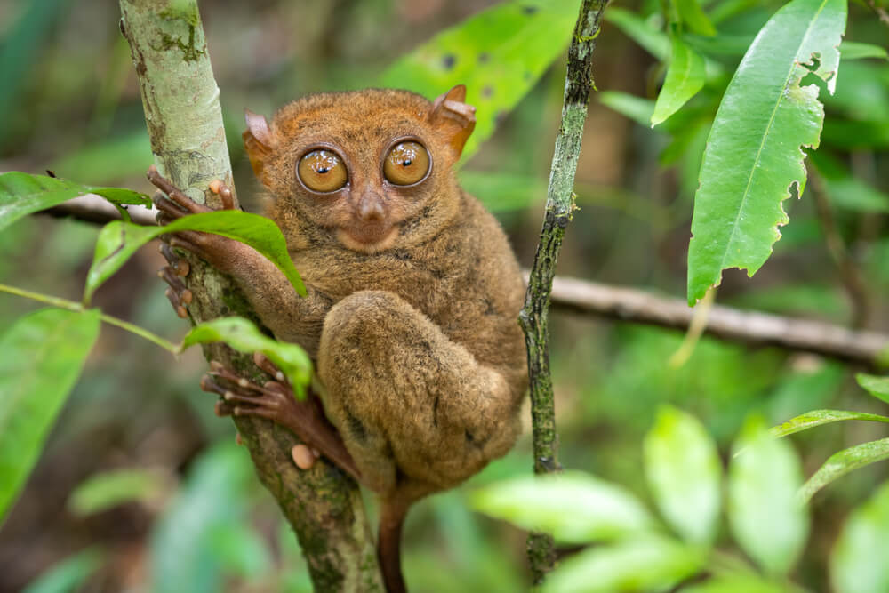 Tarsier have some of the biggest eyes