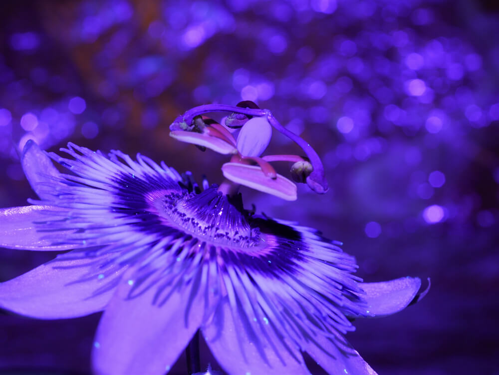 Bees see in ultra violet light